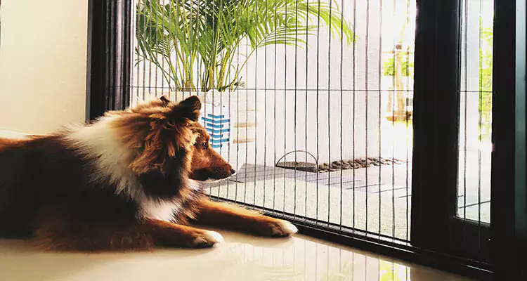Sliding Screen Pet Door Repair in Hollywood, FL