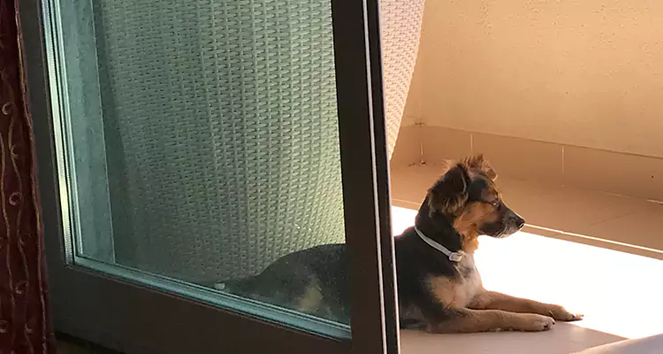 French Door Pet Screen Repair in Hollywood, FL